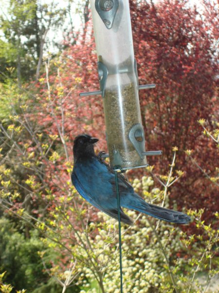 bluejayvisit.jpg