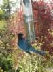 bluejayvisit_small.jpg