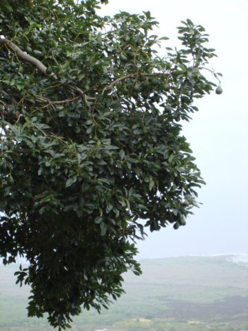 avacadotree.jpg