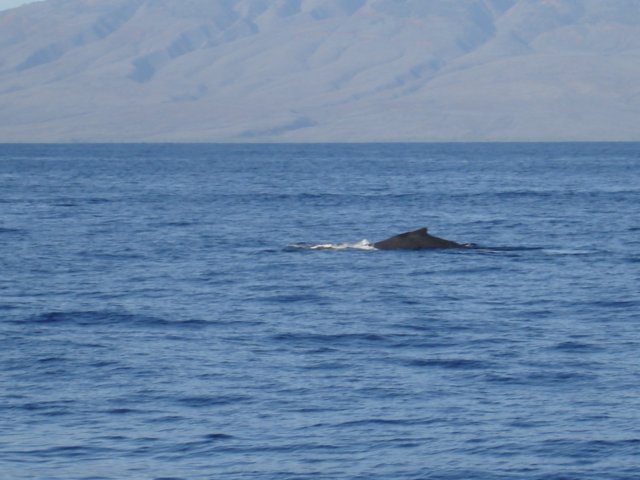 humpback.jpg