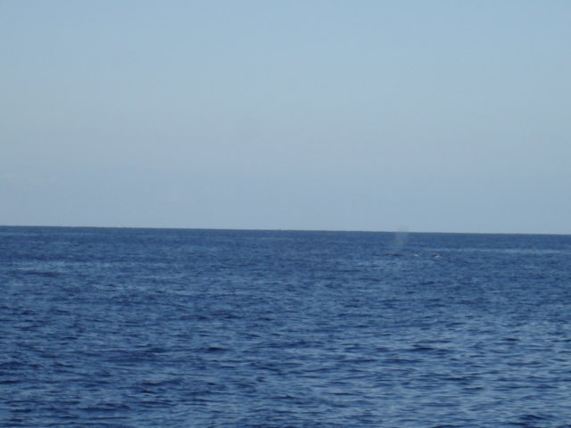 humpbackspouting.jpg