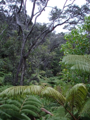volcanovegetation.jpg
